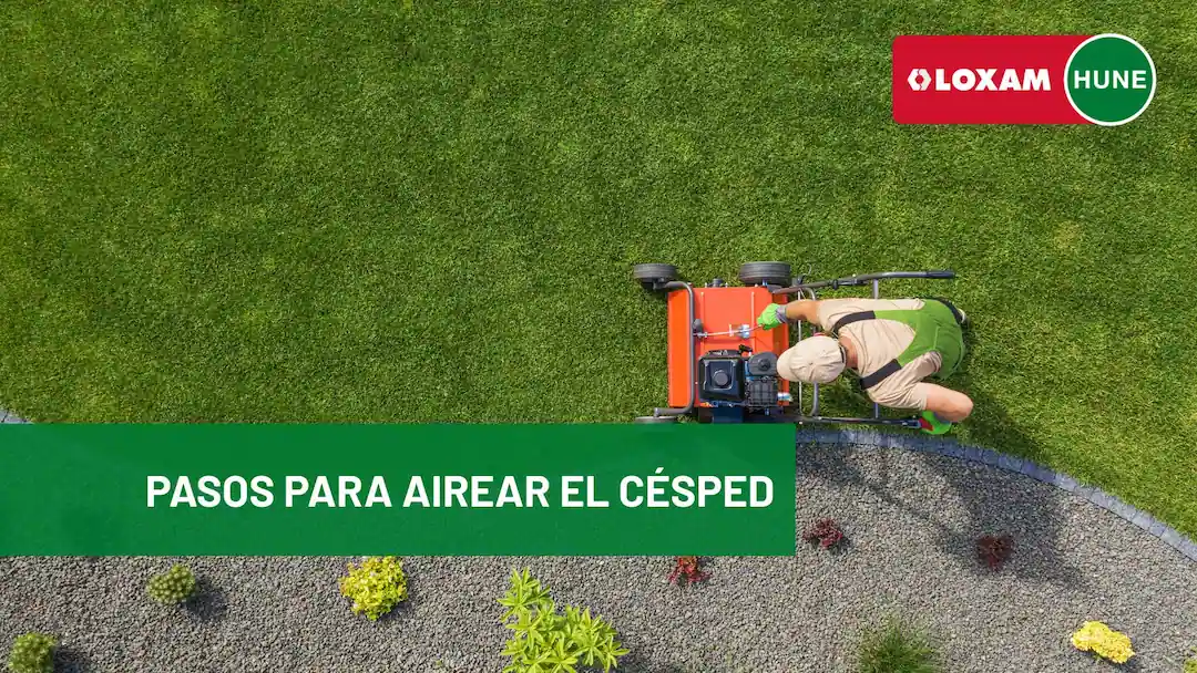 Pasos para airear el césped