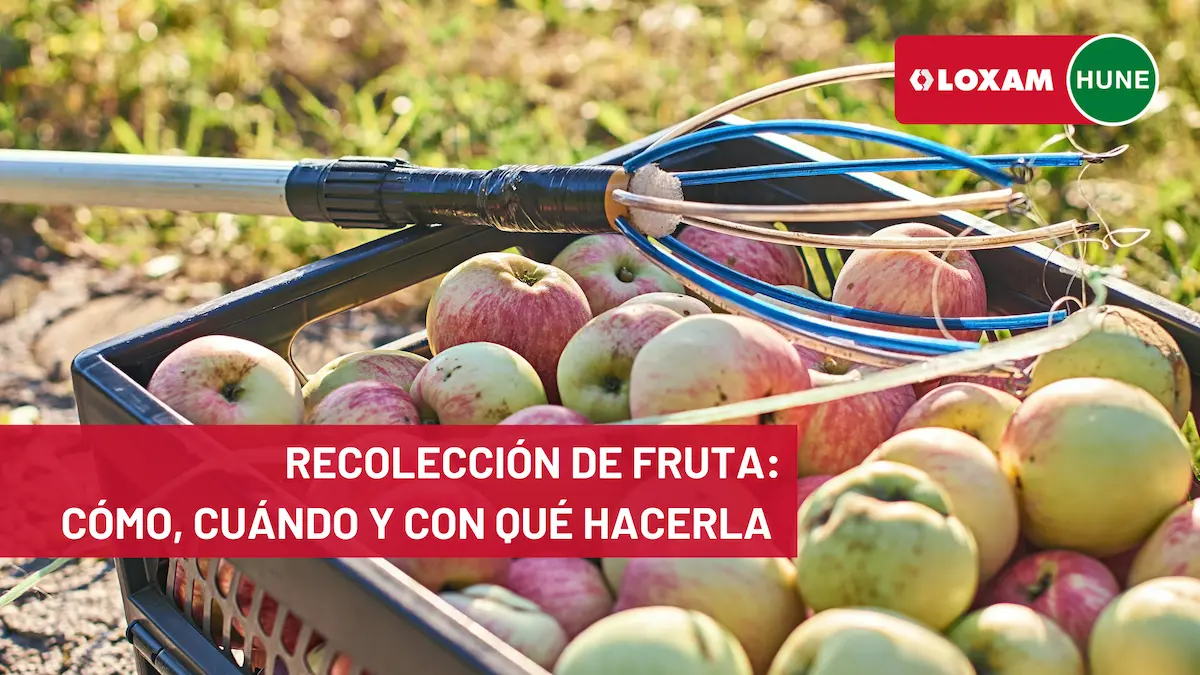 Recolección de fruta cómo, cuándo y con qué hacerla
