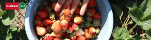 Recolección de fruta en 2026
