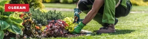 Cuidar tu jardin