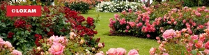 Jardin de flores